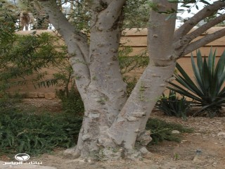 image name