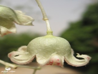 image name