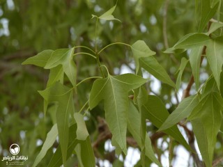 image name
