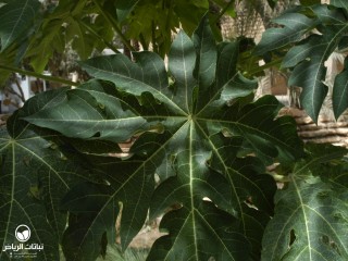 image name