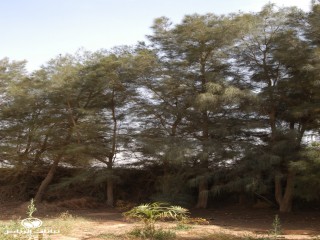 image name