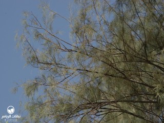 image name