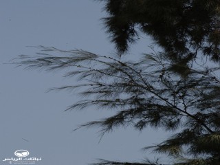 image name