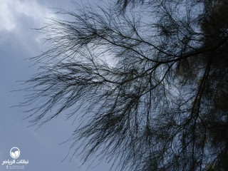 image name