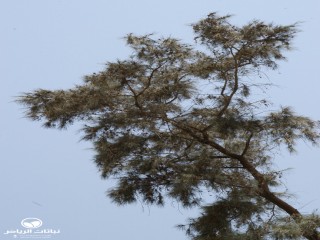 image name