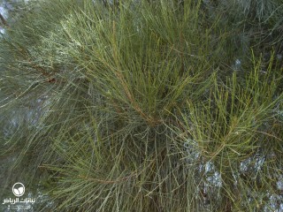 image name
