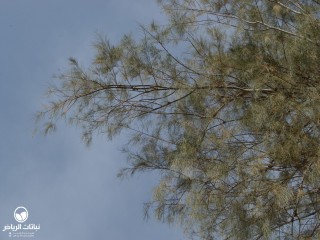 image name