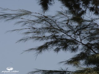image name