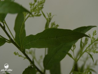 image name