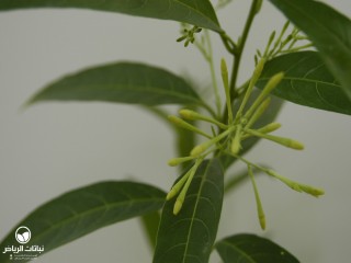 image name