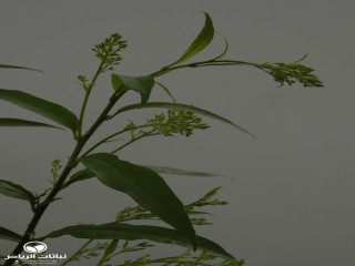 image name