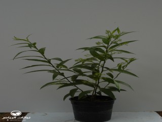 image name