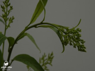image name