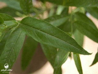image name