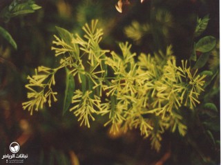 image name
