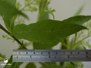 image name