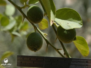 image name