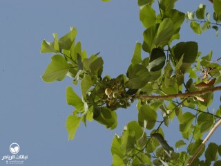 image name