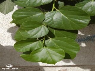 image name