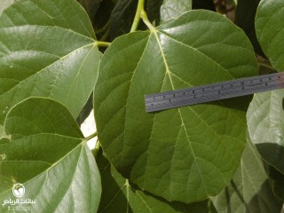 image name