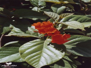 image name