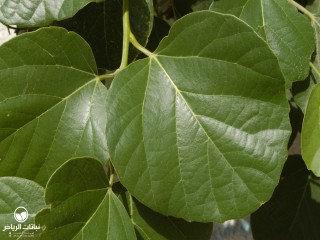 image name