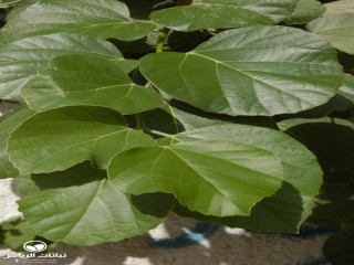 image name