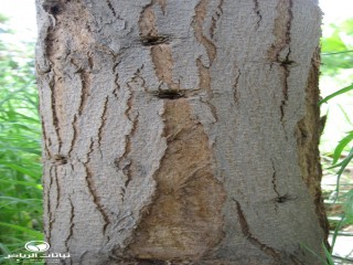 image name