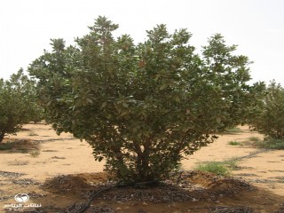 image name