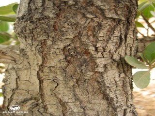 image name