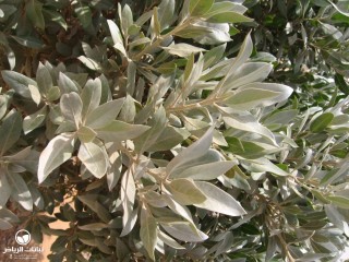 image name