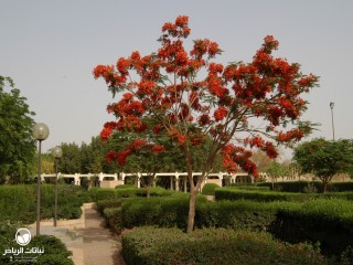 image name