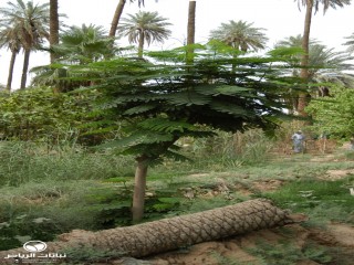 image name