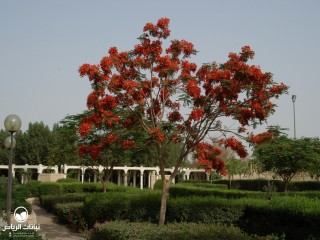 image name