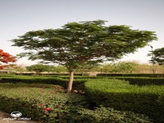 image name