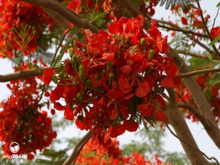 image name