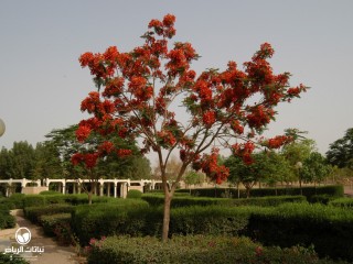 image name
