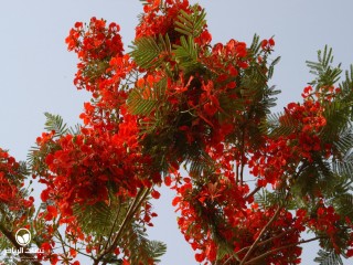 image name