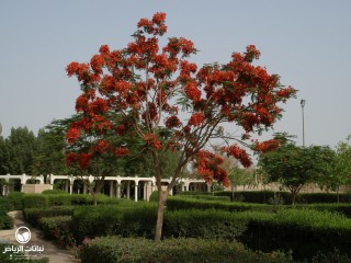 image name