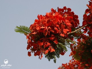 image name