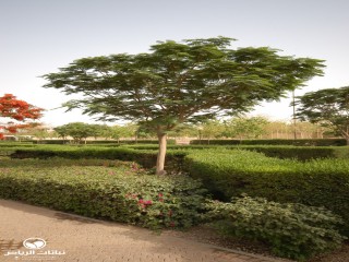 image name