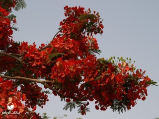 image name
