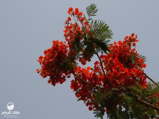 image name