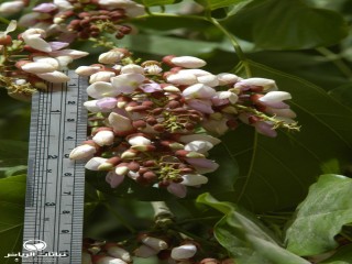 image name