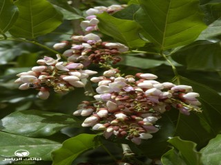 image name