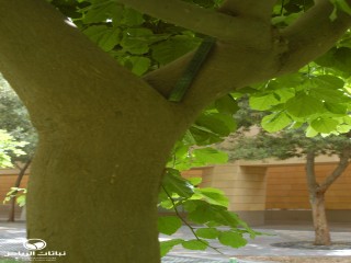 image name