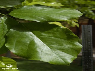 image name