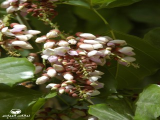 image name