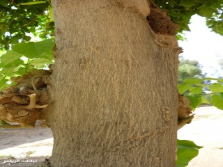 image name