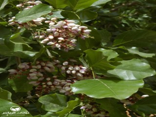 image name